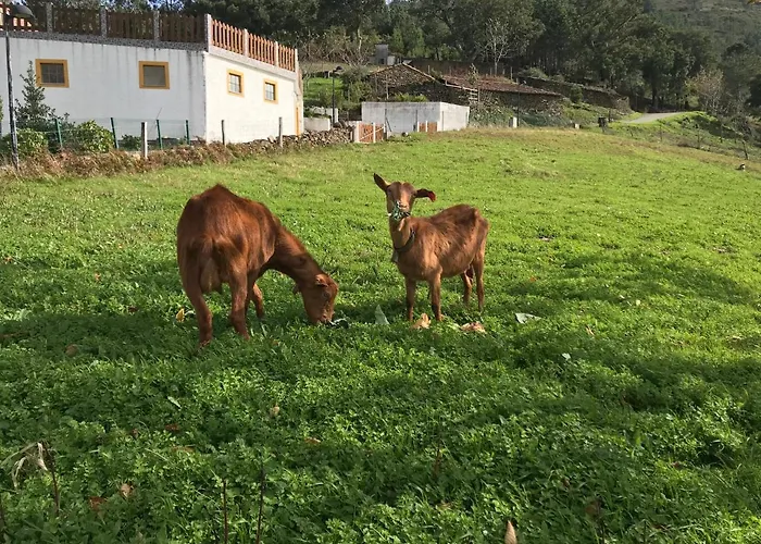 Casa Do Gato * Góis